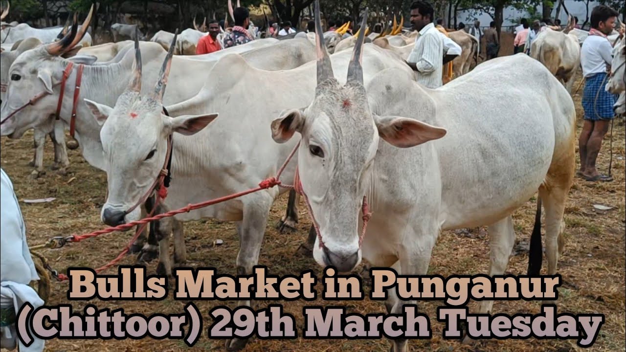 29th March Hallikar Bulls Market in Punganur (Chittoor district) AP