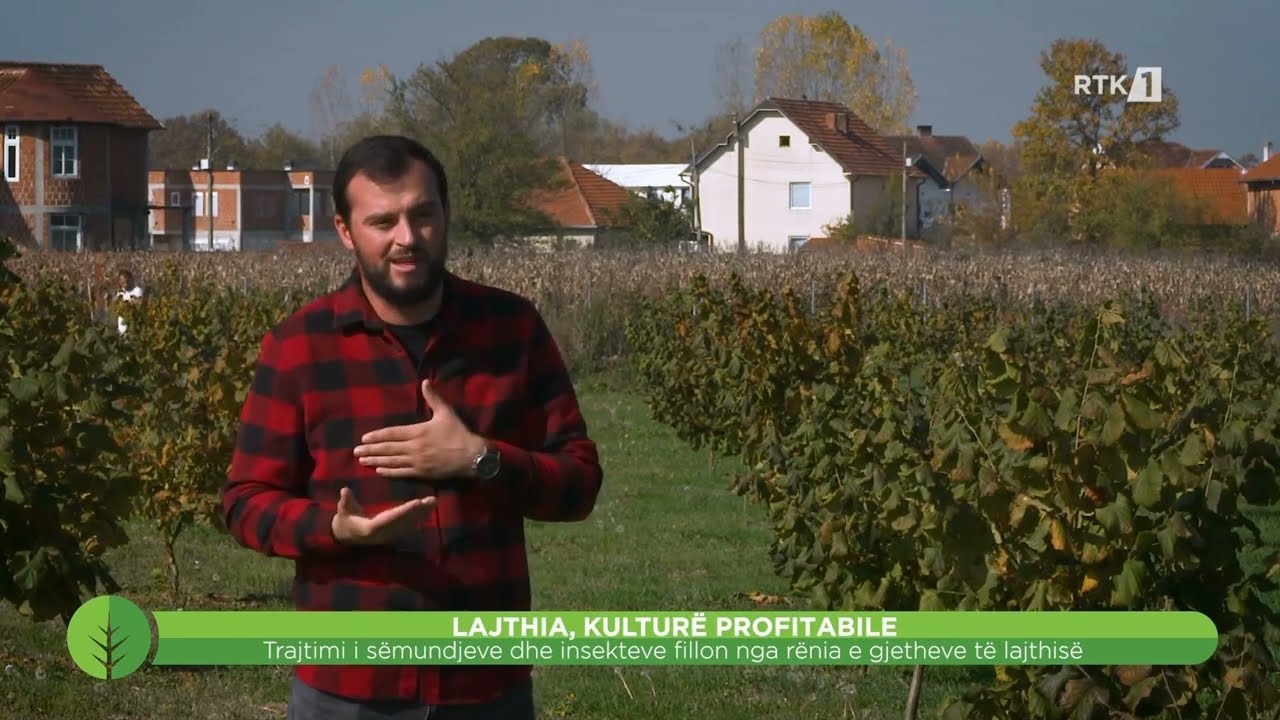 Toka - Lajthia kulturë profitabile  17.12.2022