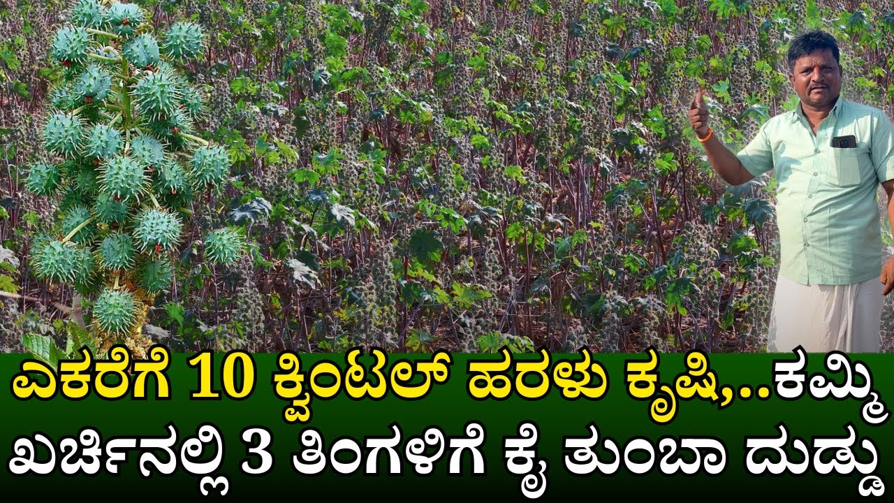 ಎಕರೆಗೆ 10ಕ್ವಿಂಟಲ್ ಇಳುವರಿ|ಮುಂದಿನ ಬೆಳೆಗೆ ಫ್ರೀ ಗೊಬ್ಬರ ಆಗುತ್ತೆ|ಹರಳು ಕೃಷಿ|Castor Cultivation in kannada