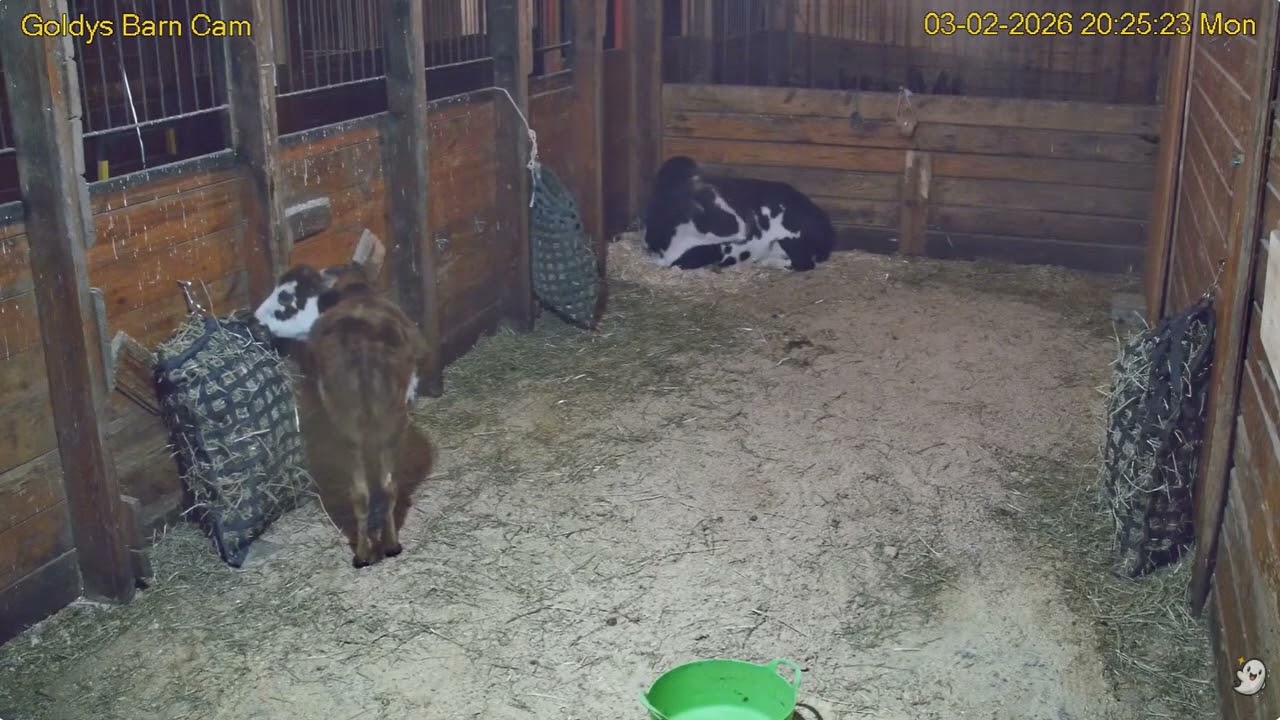 Goldy's  Barn Rescues 7pm to  10pm;Elvis Gemmie ;Sally Chickens back 322026