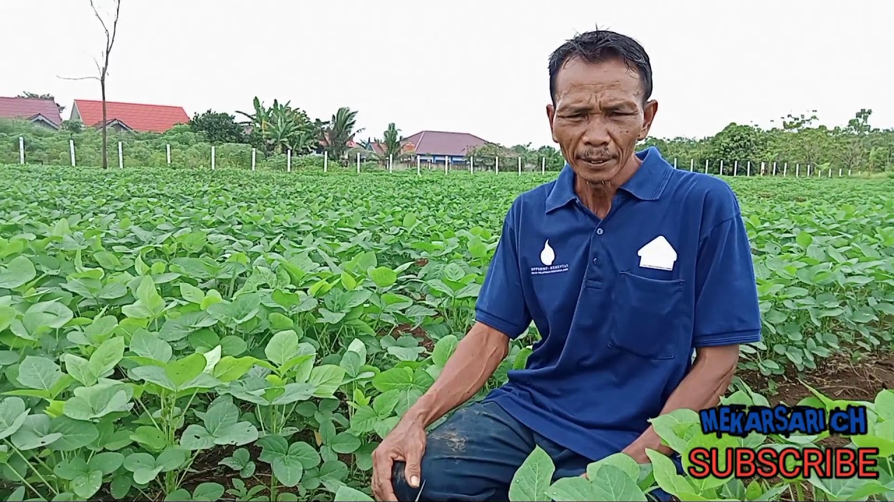 Tanaman kedelai Anjasmoro umur 1 bulan