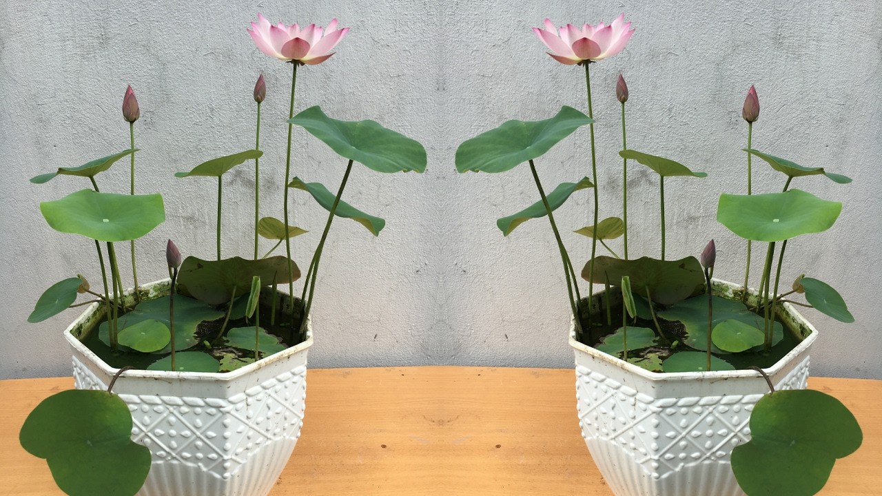 This type of lotus is easy to grow and blooms quickly
