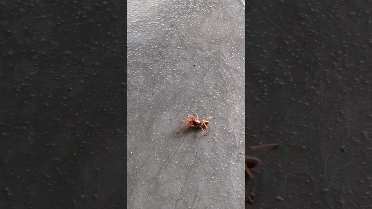 Spider🕷️ Woman🦹🏻&zwj;♀️ or Man🦹🏻 🤔? #spiderman #red #garden #spider #creepy #chilling #moments #of #life