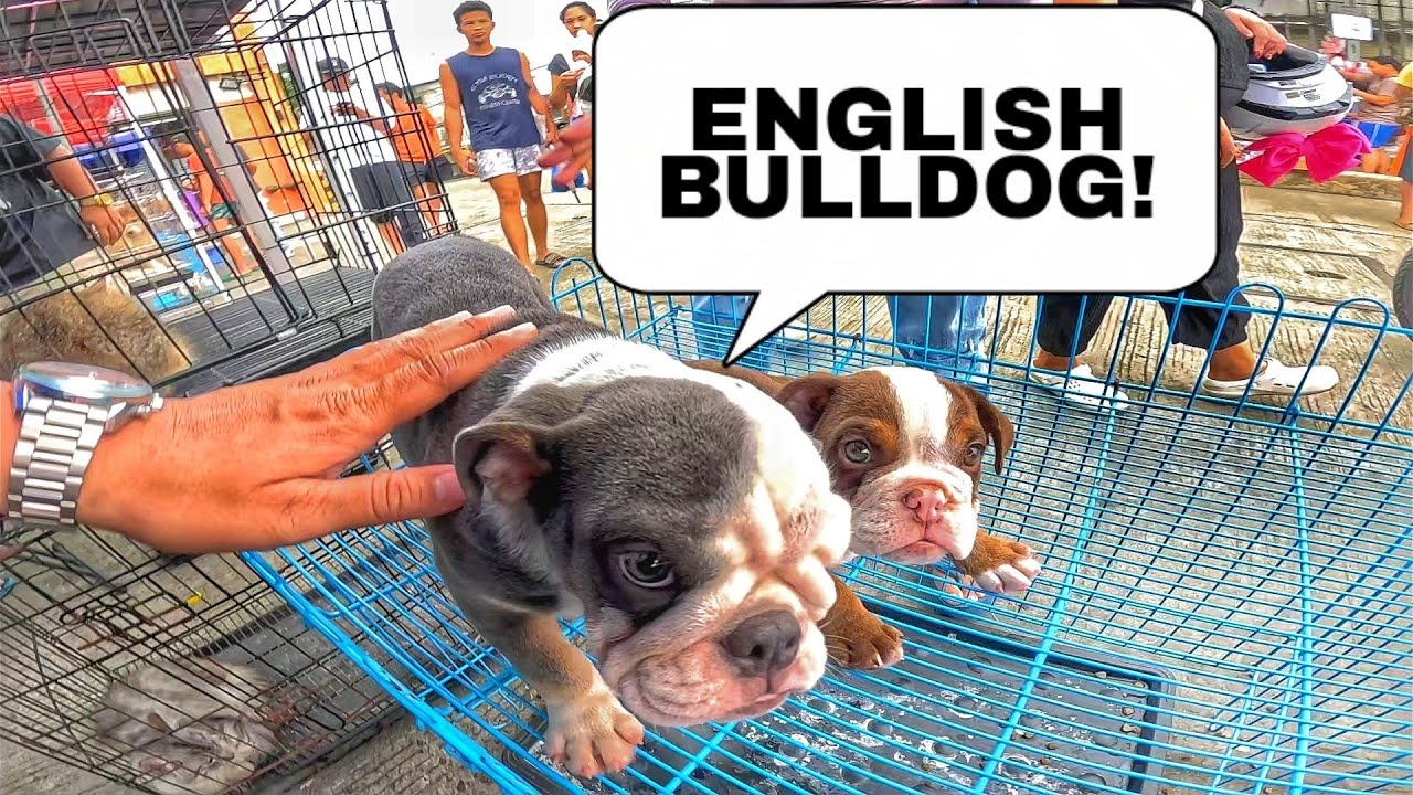 MGA MAMAHALING BREED NG ASO MERON DITO