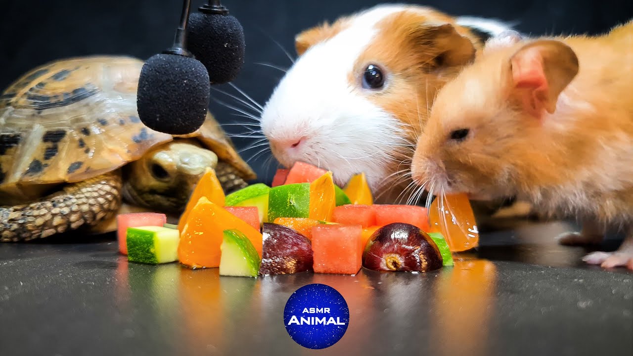 Hamster Turtle Guinea Pig ✨ ASMR Mukbang Eating for Sleep