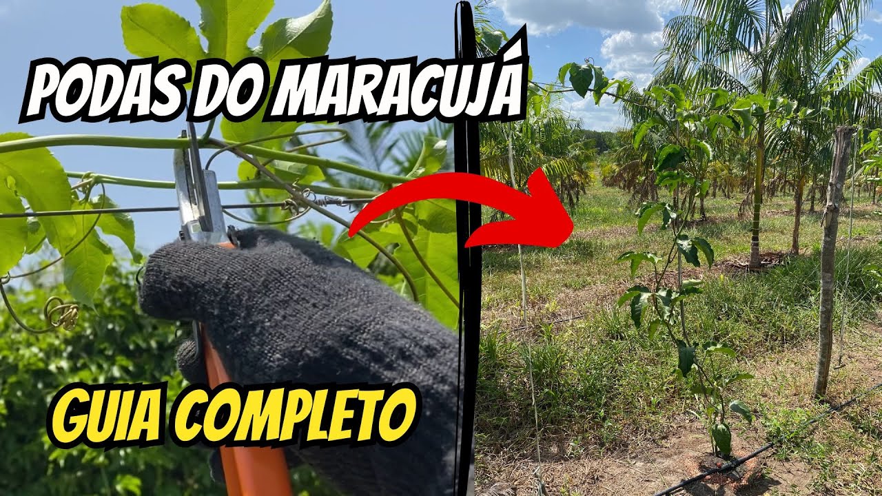 Como podar o pé de maracujá - GUIA COMPLETO