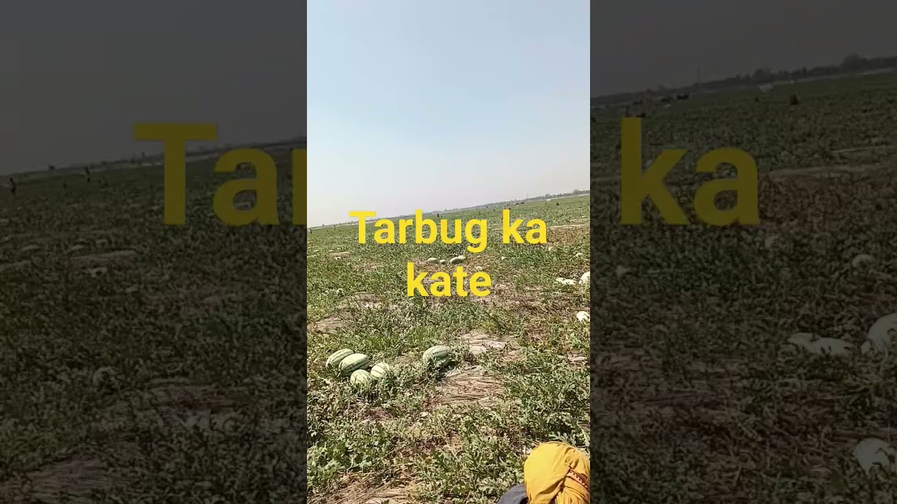 tarbug kat medjkc