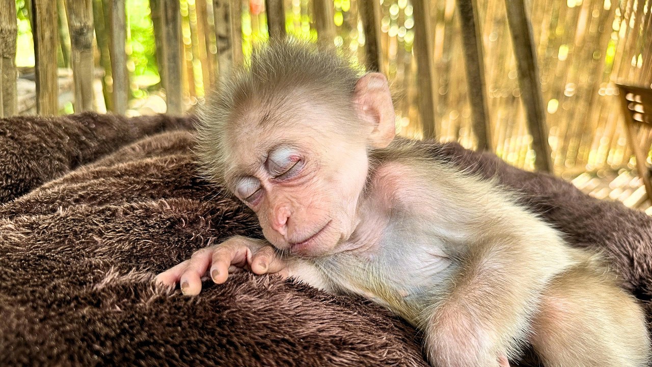 Only 1% Chance to Survive… Baby Monkey Kaki’s Fight for Life!