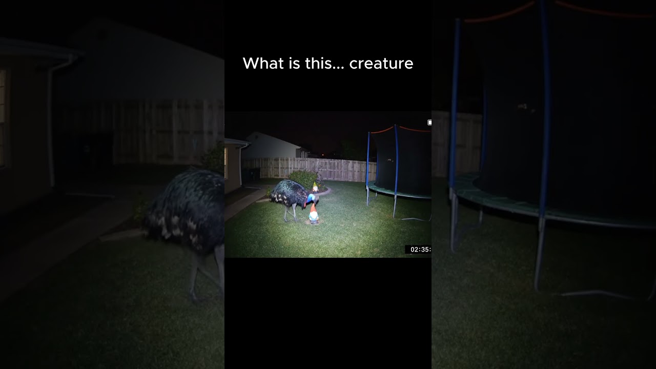 Cassowary Caught on Backyard Security Cam Doing the Unthinkable