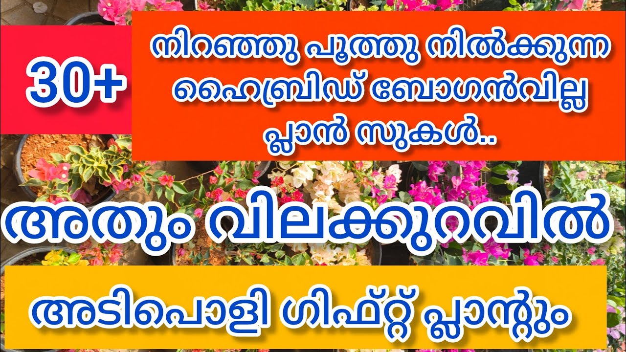 ഹൈബ്രിഡ് ബോഗിൻവില്ല ഗിഫ്റ്റായി നൽകുന്നു. റെയർ വെറൈറ്റി പ്ലാൻസുകൾ ഏറ്റവും വിലക്കുറവിൽ.#plants #garden