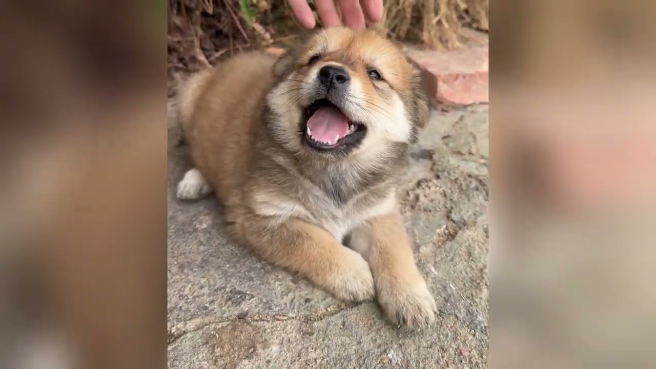 Cute Puppy Sounds That Melt Your Heart 💕 | Sonidos Tiernos de Perritos