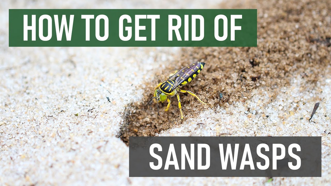 How to Get Rid of Sand Wasps [4 Easy Steps]