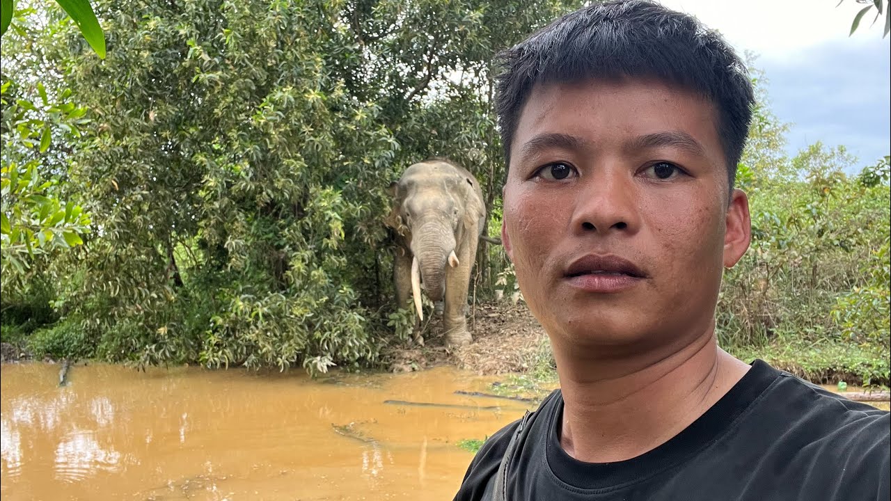 Voi Ngà Lệch Lạc Mất Vợ Đuổi Cả Ngày Không Chịu Vào Trong Lưới Điện(Phần2)|| Sự Cồ Vlogs