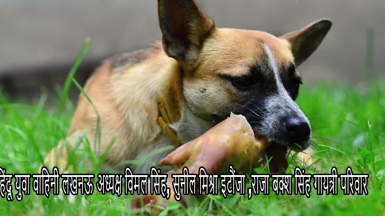 18 जनवरी 2026