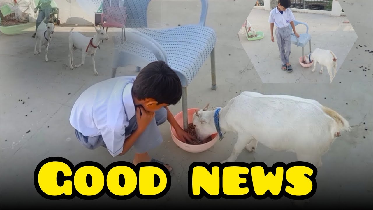 Hamari bakri bachay dene wali hai 🐐🐐🐐 
