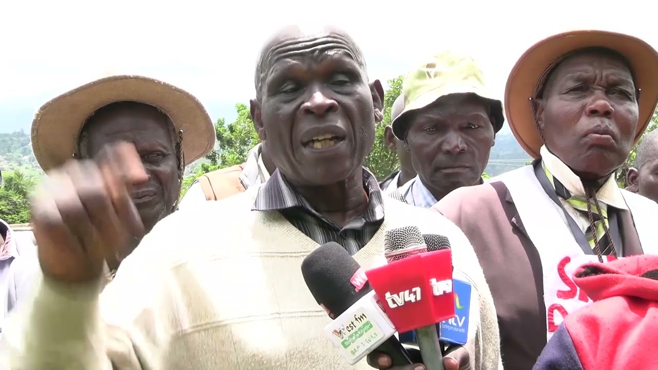 300-Year-Old Tree Sparks Tension in Bungoma: Elders vs Politicians.