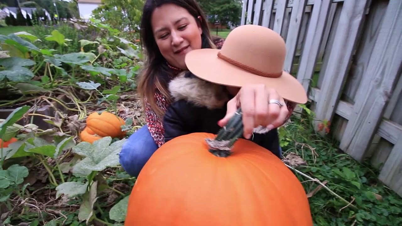 Our Largest Pumpkin & Squash Harvest Yet!