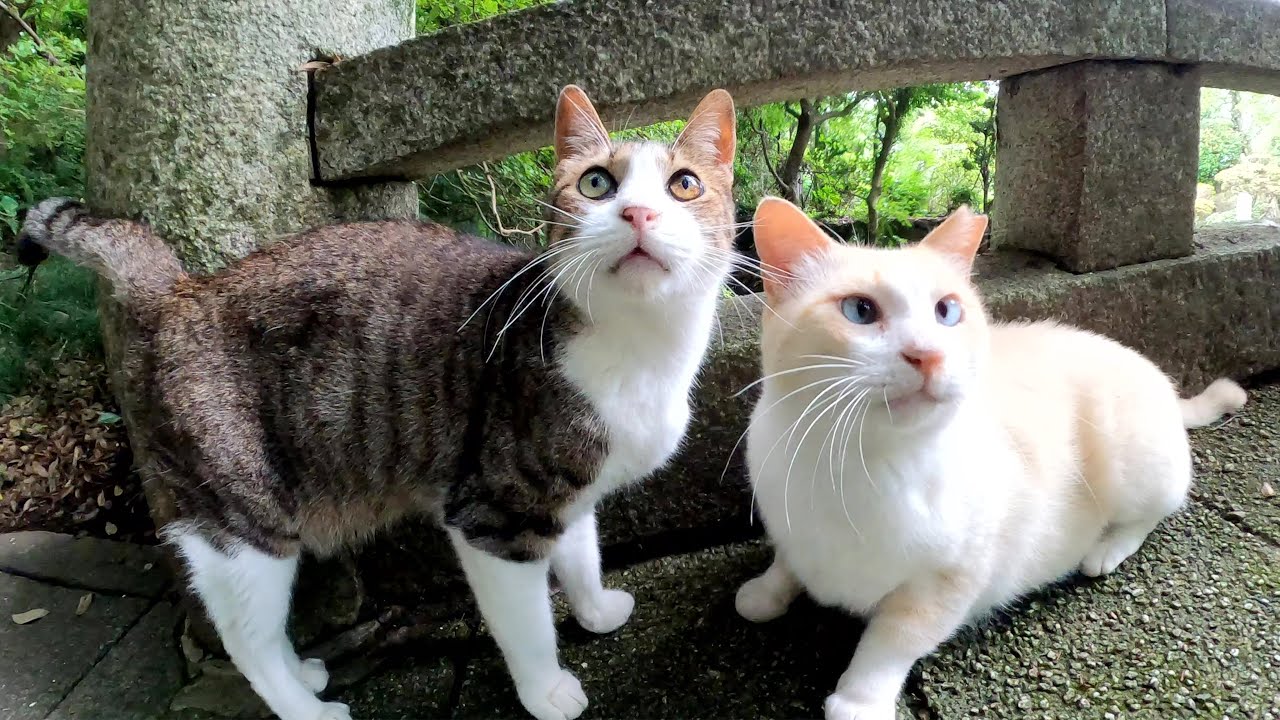 当我去神社的时候，有很多可爱的猫咪欢迎我。