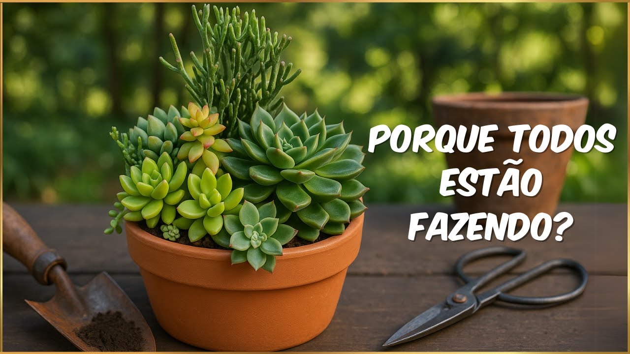 Por que todos estão fazendo este arranjo de suculentas?