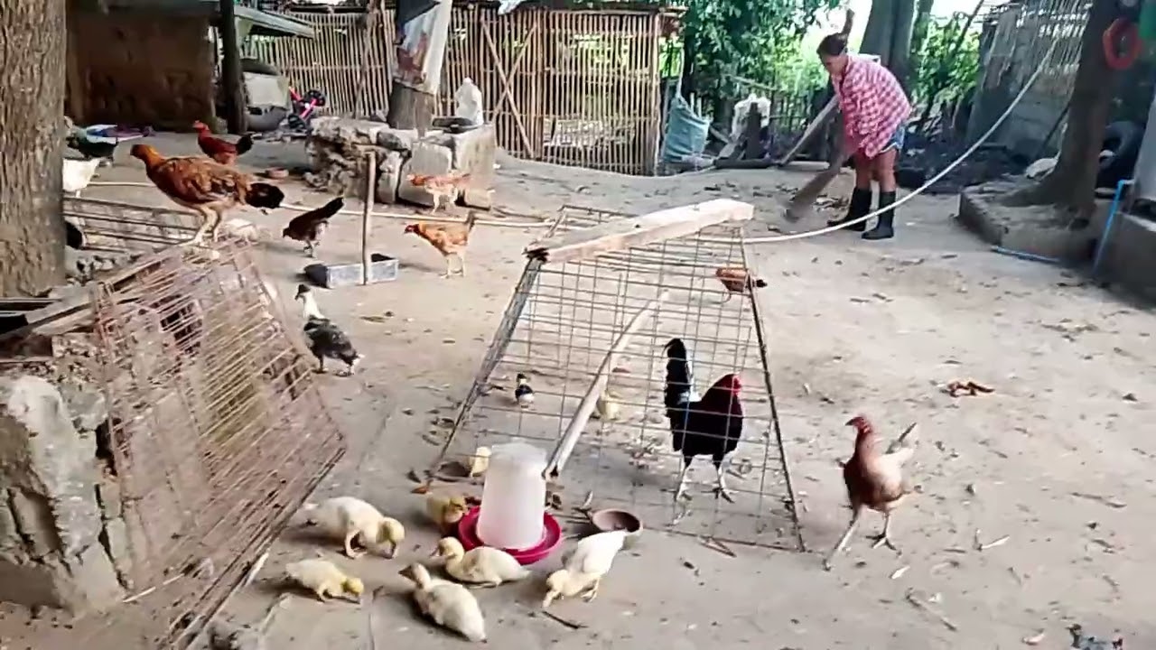 Update tayo sa ating mga alaga mga ka bukid