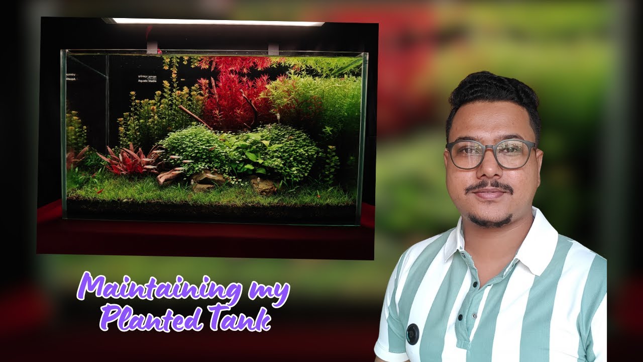 How I Maintain My Planted Tank 🌿 | Amar Aquascape Maintenance Process