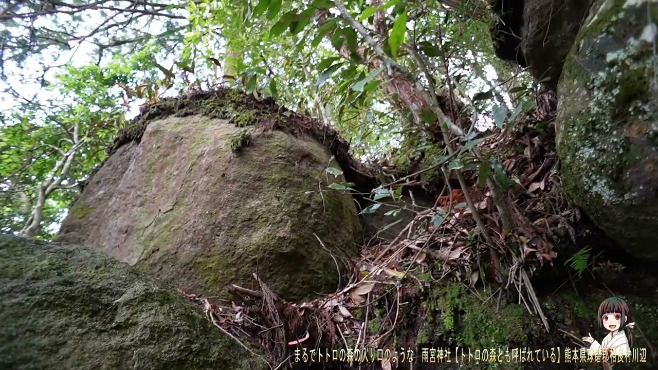 まるでトトロの森の入り口のような　雨宮神社【トトロの森とも呼ばれている】熊本県球磨郡相良村川辺