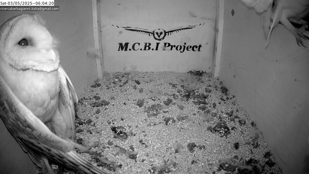 Something scares the Barn Owls out of the nest|MCBI Project |UNIN - Univeristy of Nature 4K