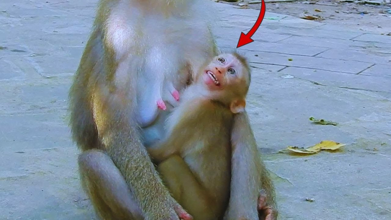 Oh, tiny monkey Lily wants Mom Libby to breastfeed her.