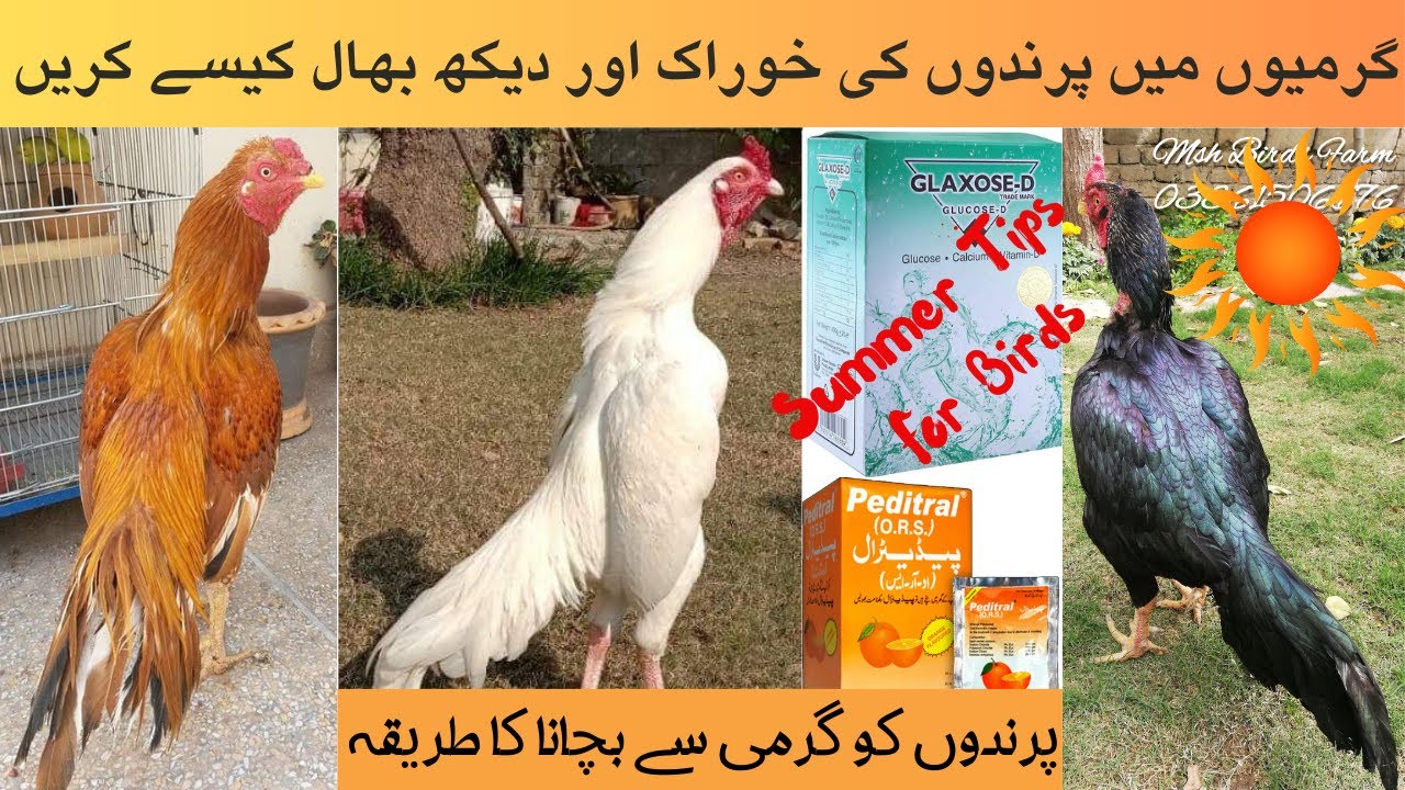 how to keep chicken cool in summer | Aseel Murgha Care In Sumer | Birds Ko Garmi Sa Bchany ka Tareqa
