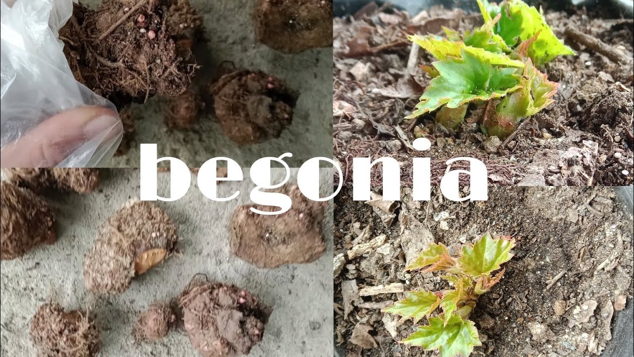 HOW# TO #GROW# FROM# BEGONIA #BULBS!!!!!Tamang phoolbari///Share & Subscribe