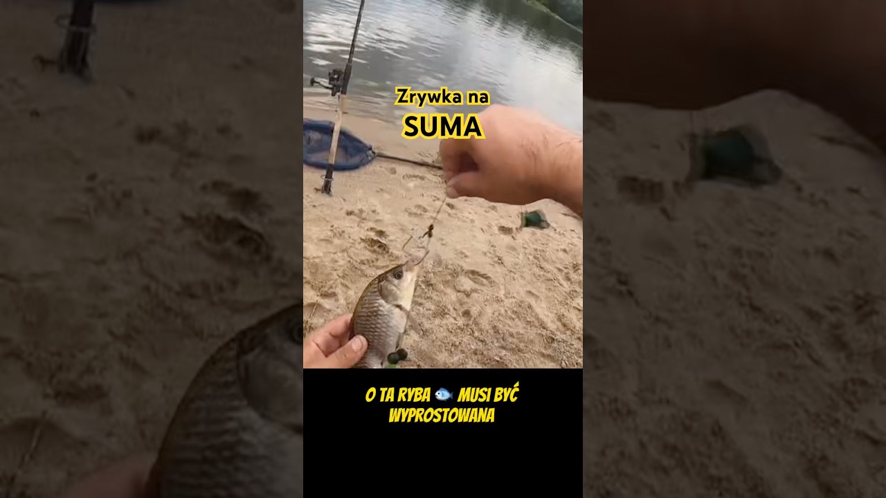 Zrywka na suma &ndash; m&oacute;j sprawdzony spos&oacute;b na żywca