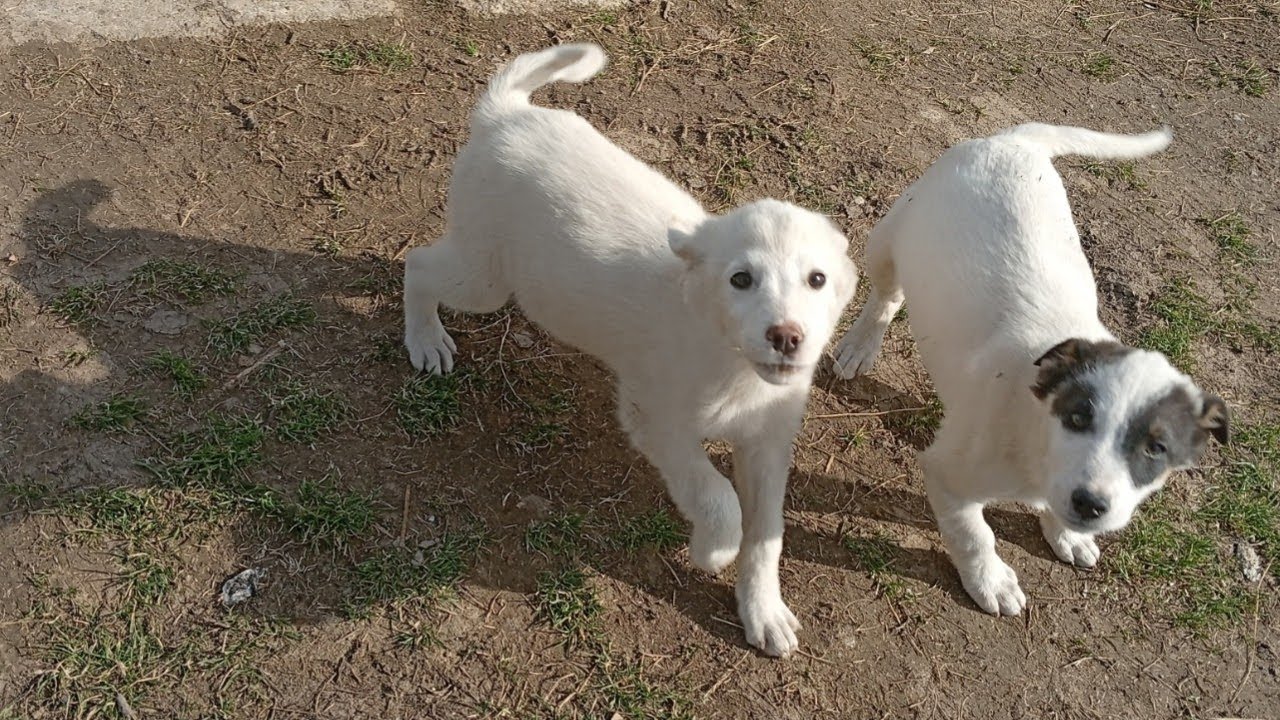 Cospodăria mea