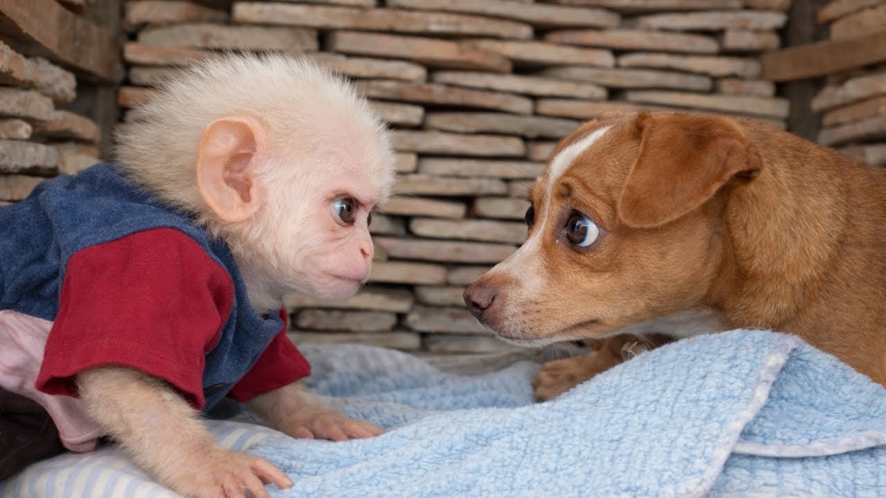 baby monkey Baba's reaction when he discovered the presence of a puppy in his house