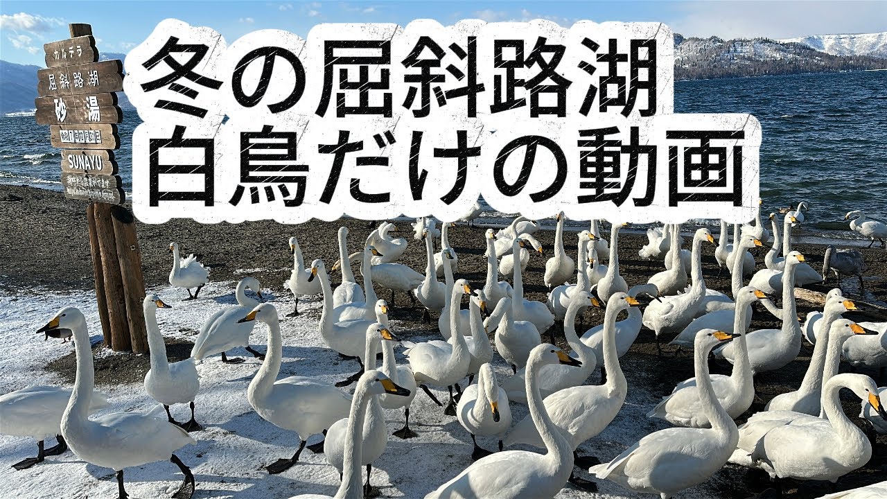 屈斜路湖の白鳥｜砂湯に集まるオオハクチョウ　Whooper Swans at Lake Kussharo