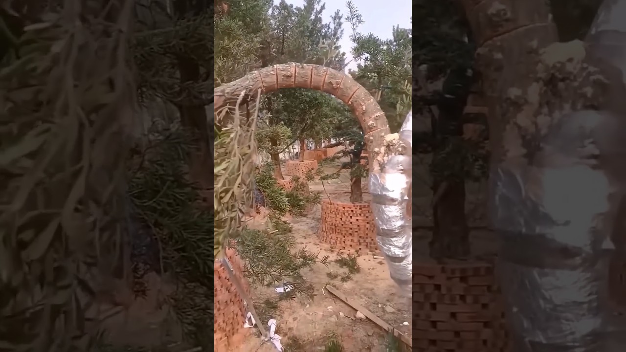 Technique of bending plant stems to make them look aesthetic #shorts