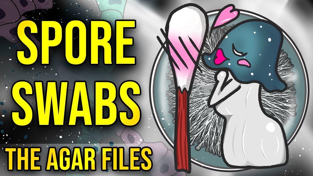 Sporeswabs on Agar - The Agar Files