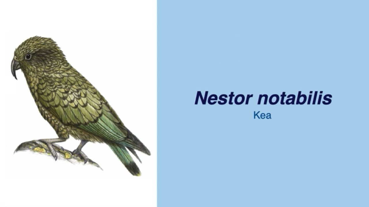 Video Encyclopedia of Parrot Species - #80 Nestor notabilis