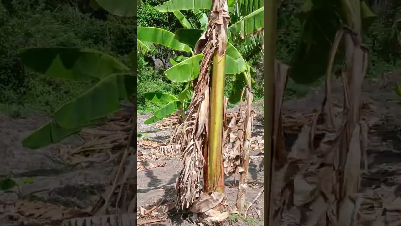 Bustani yenye mazao mchanganyiko