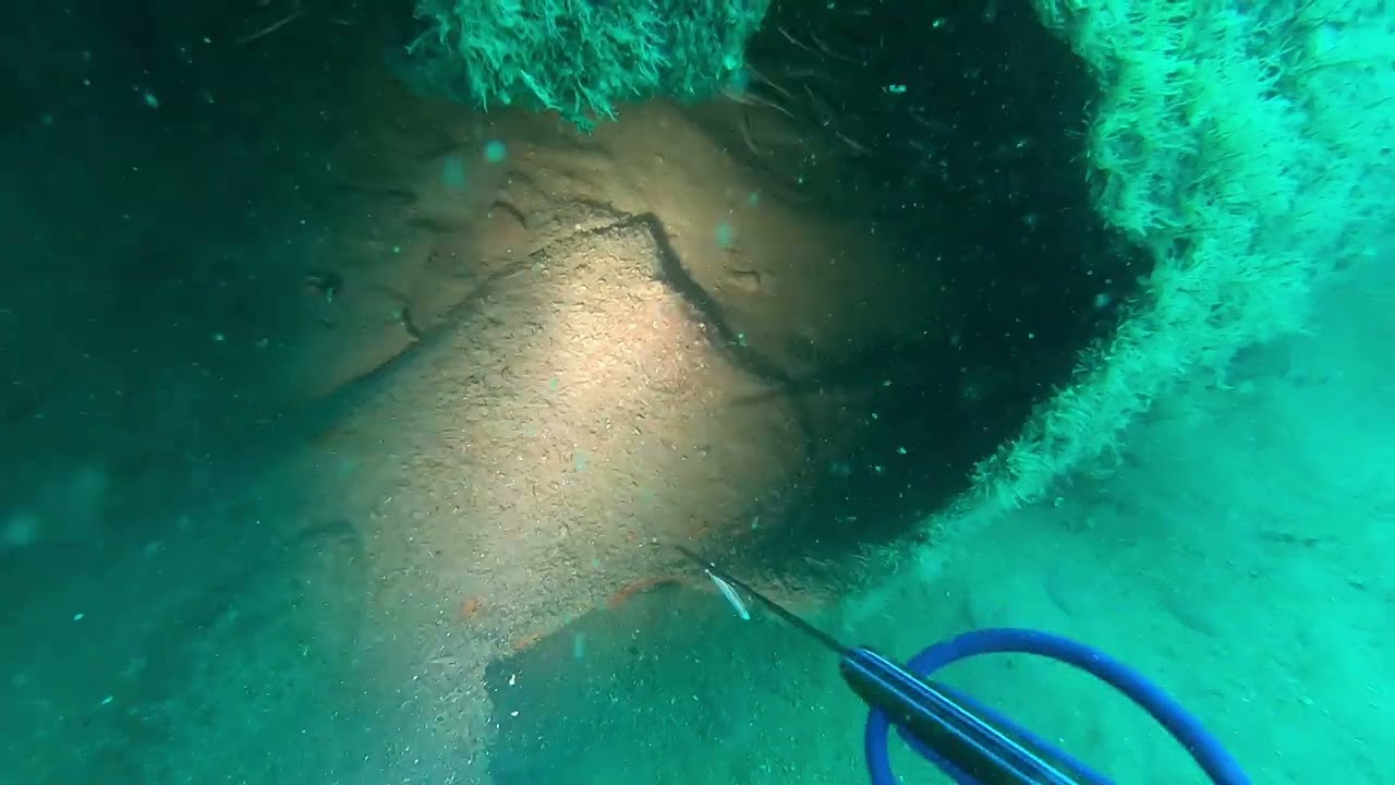 Spearfishing flounder Destin, FL