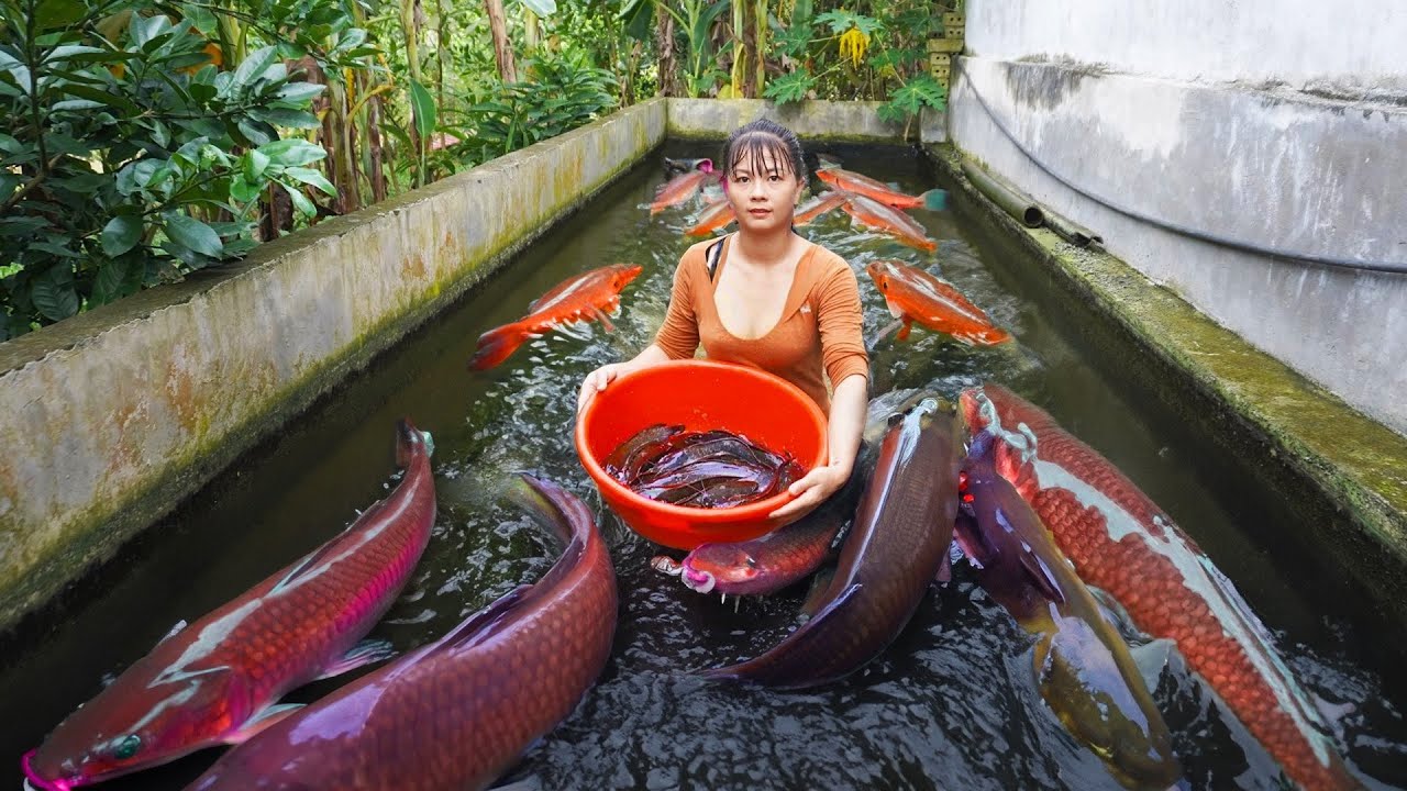 Harvesting Catfish Goes to market sell, Take care my farm | Phuong Daily Harvesting