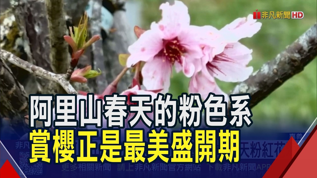 阿里山櫻花季開跑 小火車穿梭漫天粉紅花海  紅白櫻花爭艷 
