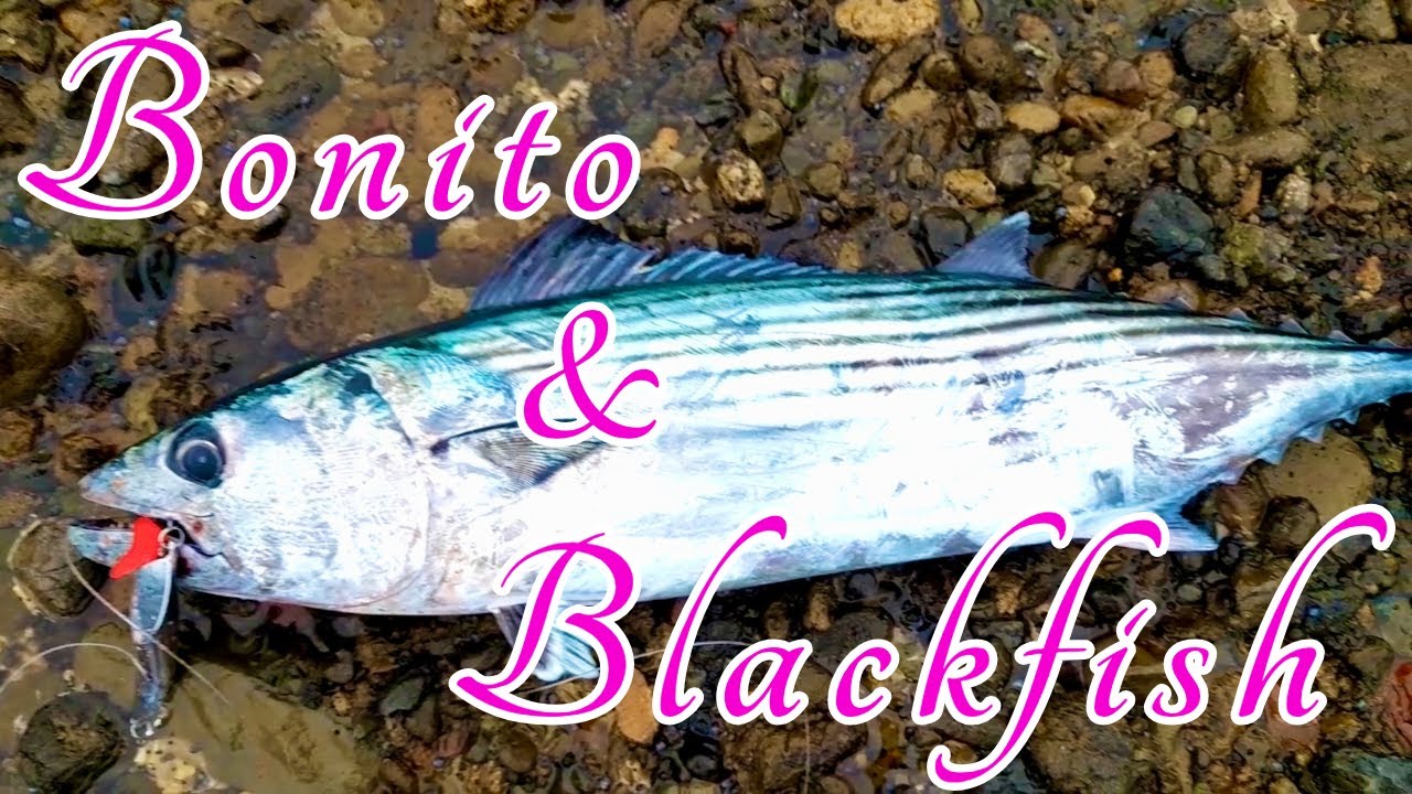 Bonito & Blackfish Bonanza