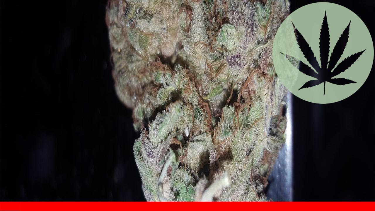 Chocolate Diesel - All About This Strain