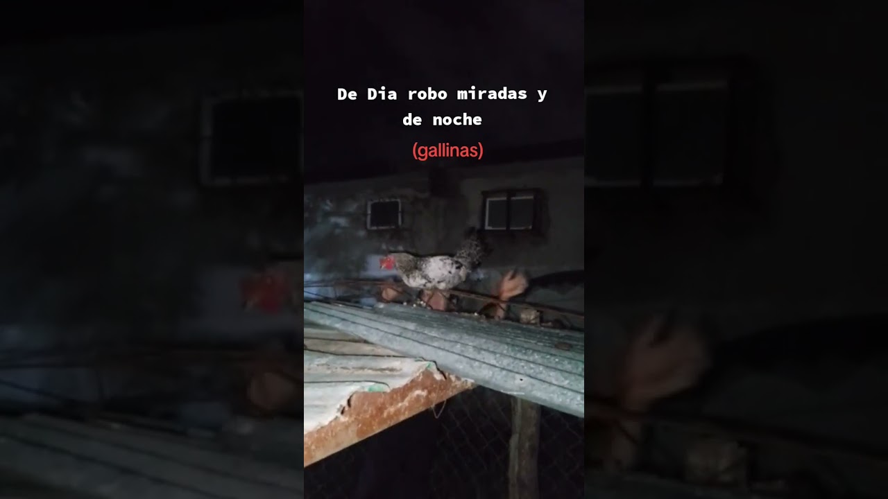 de d&iacute;a rob&oacute; miradas y de noche gallinas