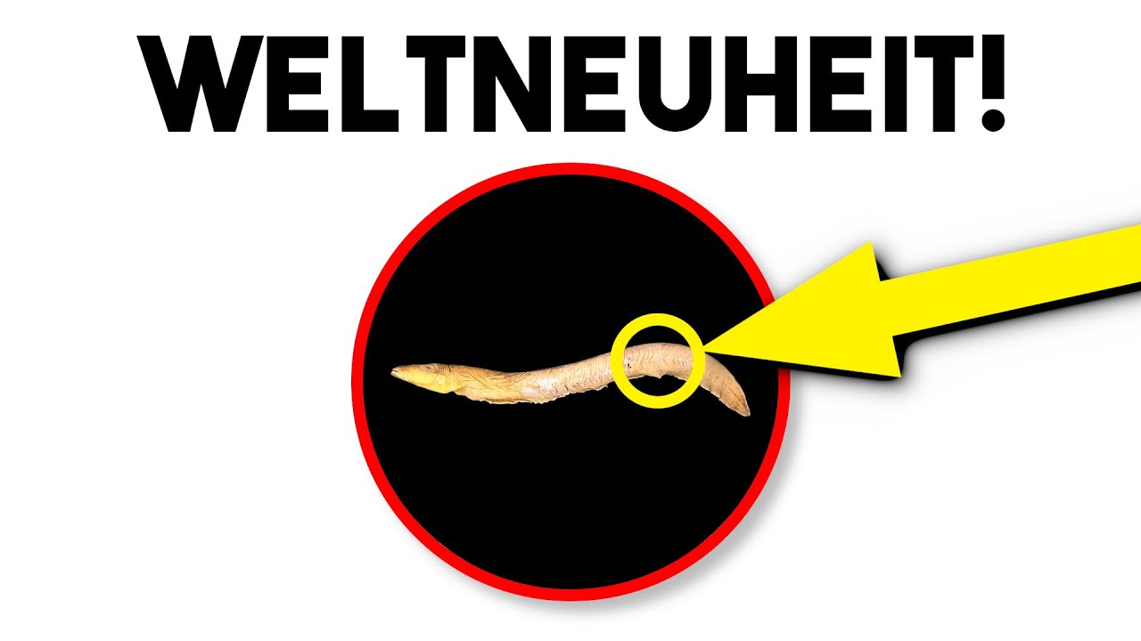 Du glaubst nicht, was Forscher auf diesem Aal fanden!