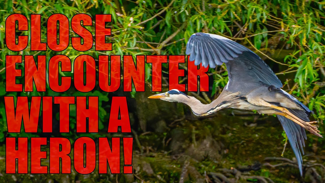 Wildlife Photography | Heron Encounter at Brandon Marsh