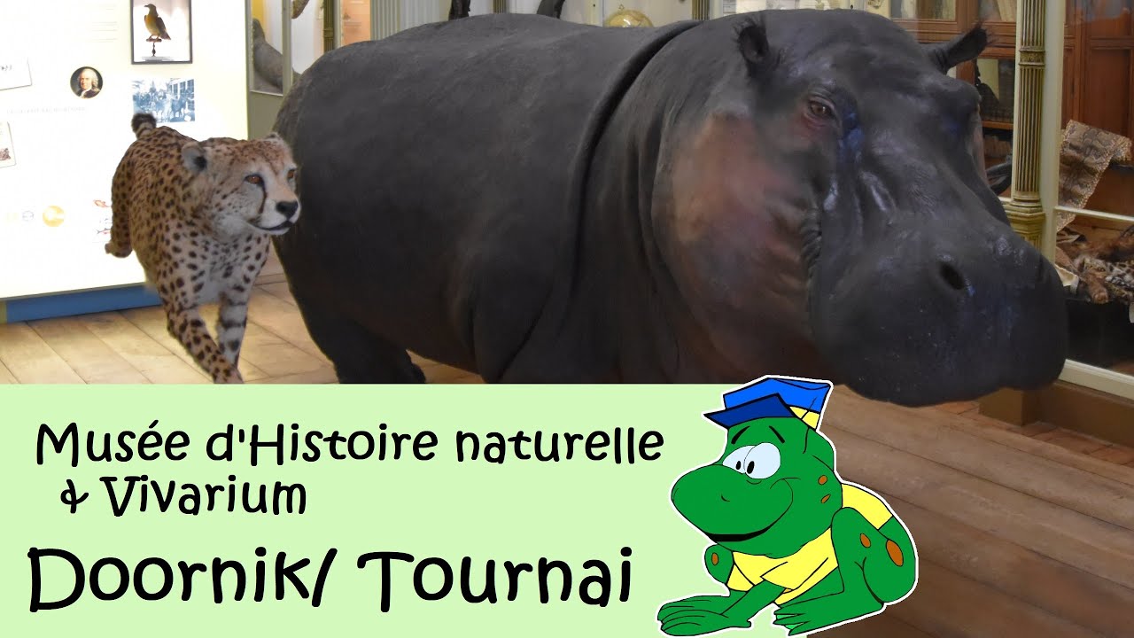 Musée d'Histoire naturelle & Vivarium, Doornik/ Tournai