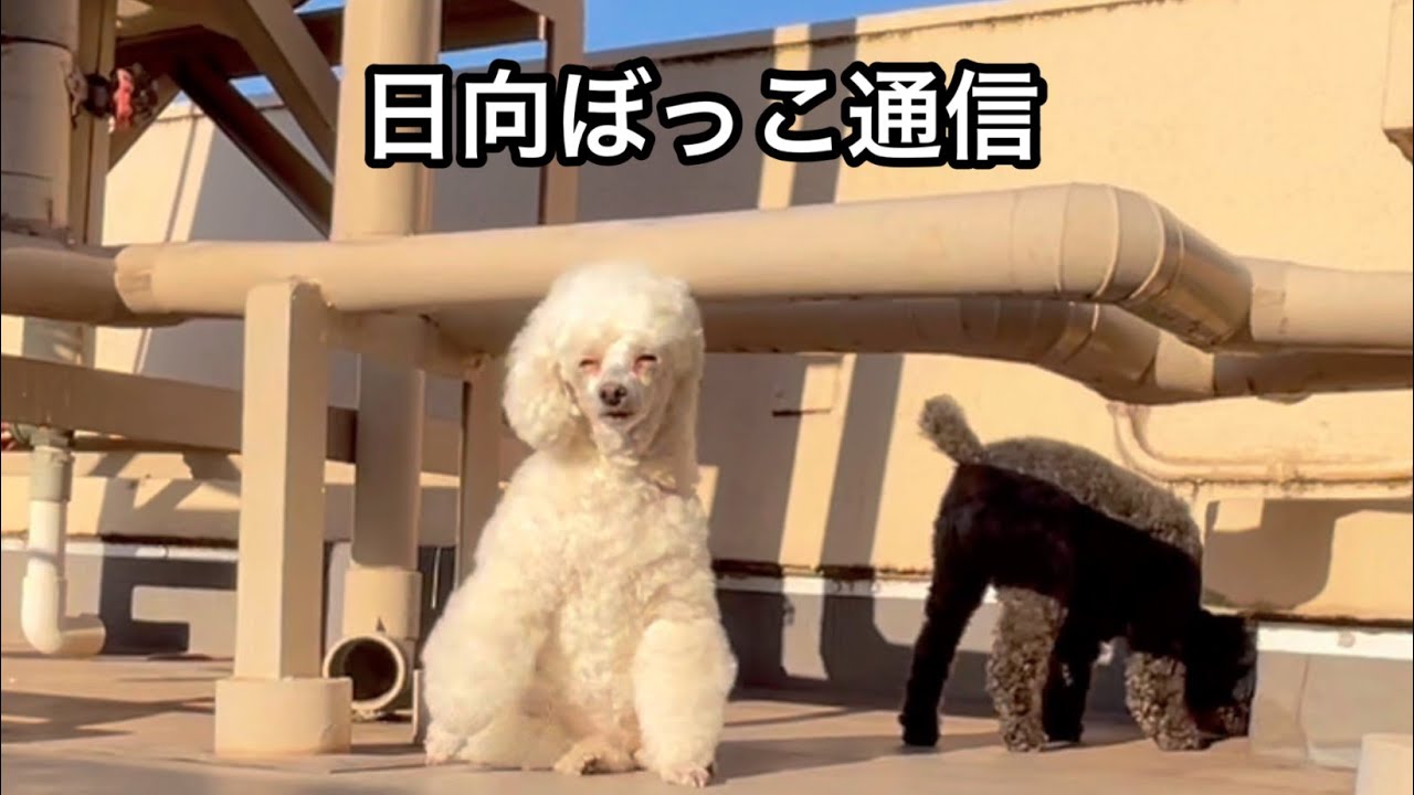 日向ぼっこ通信⭐︎Poodles' Sunbathing News