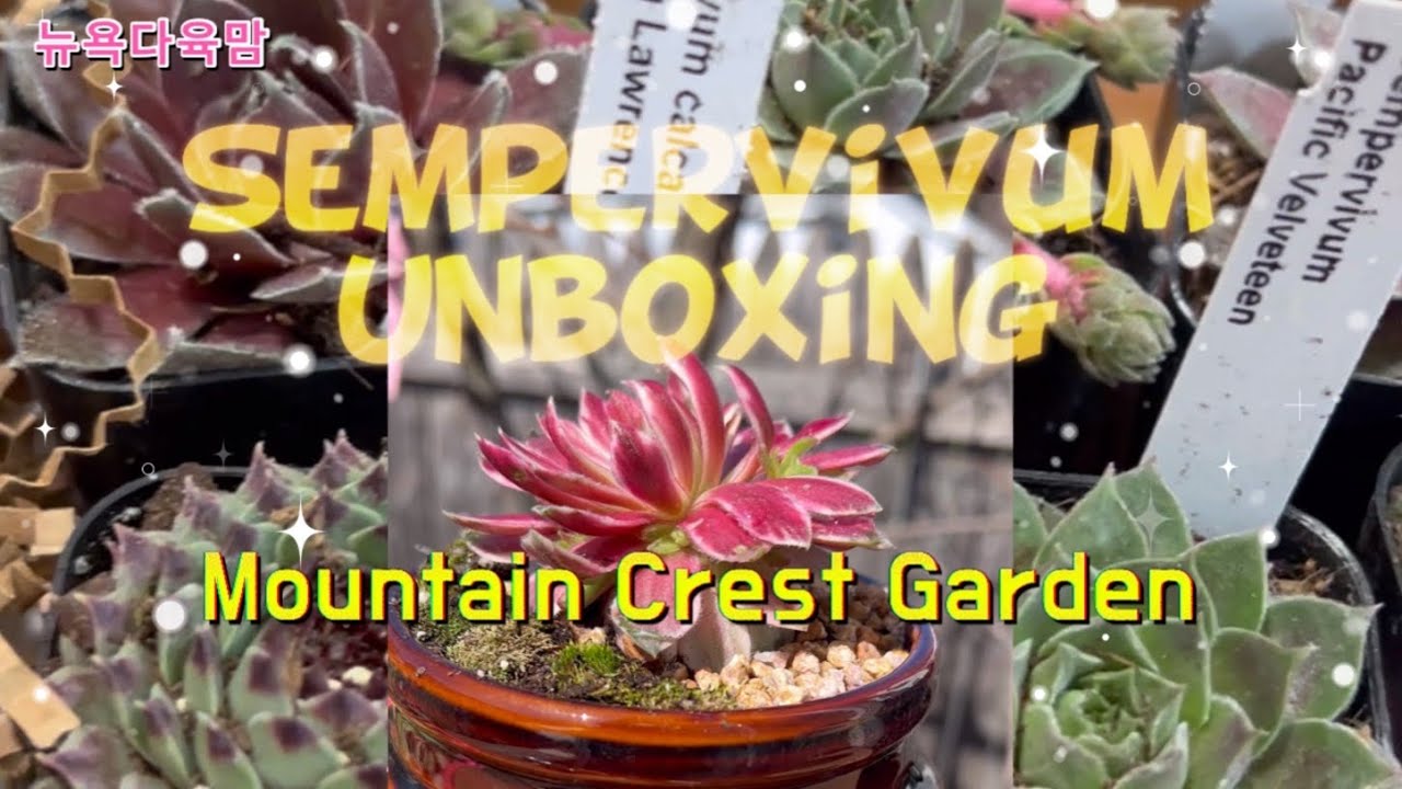 Sempervivum hen & chicks Unboxing /바위솔 언박싱 #sempervivum #goldnuggets #Lotusblossom #Grape_Galaxy