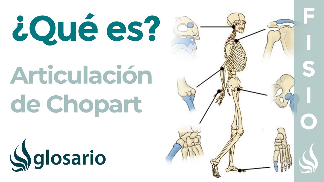 ARTICULACIÓN de CHOPART | Qué es, partes, tipo de articulación y movimientos
